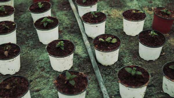 Pots of seedlings in a greenhouse. Close up.