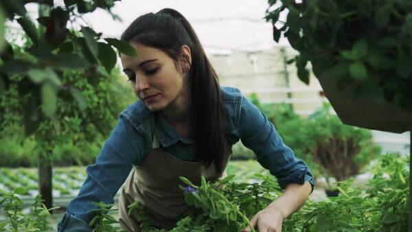 Young woman gardener working in a large greenhouse with pots of seedlings and plants.