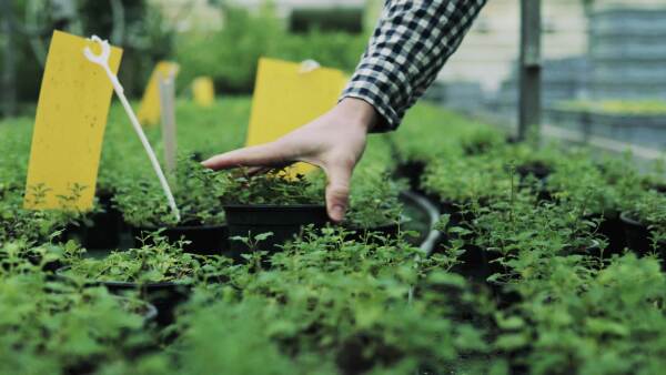 Unrecognizable man gardener working in a large greenhouse with pots of seedlings and plants.