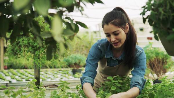 Young woman gardener working in a large greenhouse with pots of seedlings and plants.