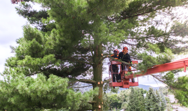 Two arborist men with chainsaw and lifting platform cutting a tree.