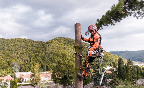 Arborist man with harness cutting a tree, climbing. Copy space.