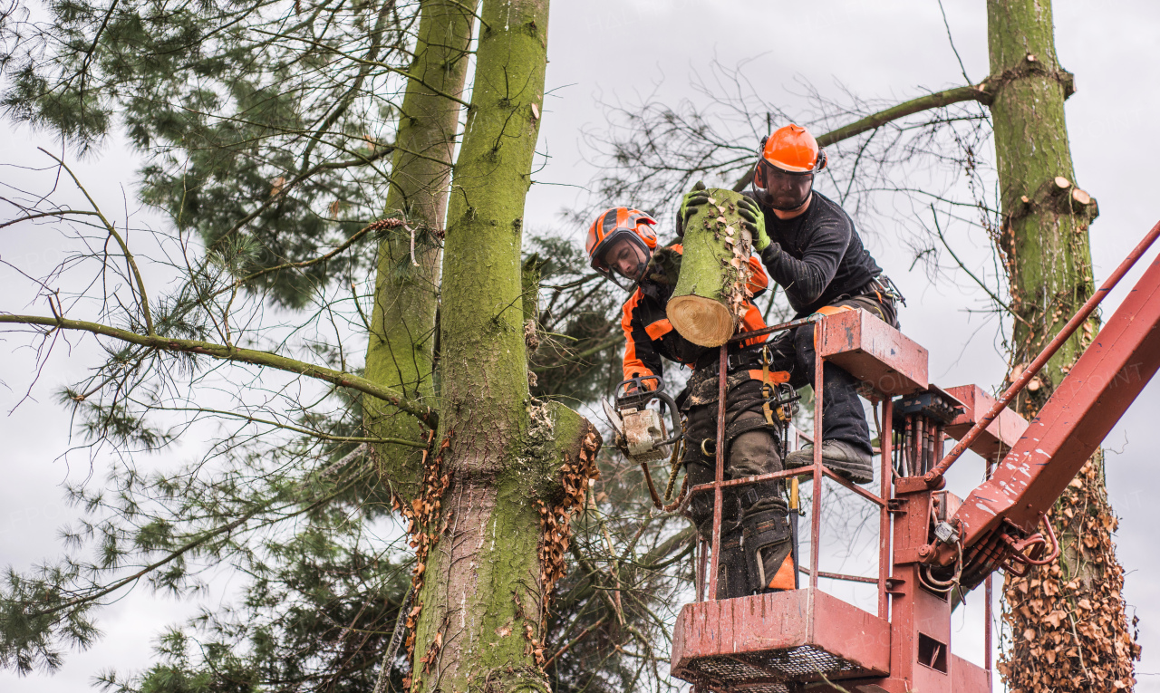 Two arborist men with chainsaw and lifting platform cutting a tree.