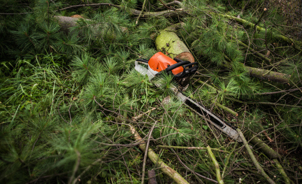 A chainsaw on cut fir tree branches on the ground.