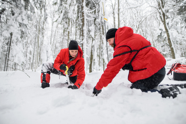 Mountain rescue service on operation outdoors in winter in forest, digging snow with shovels. Avalanche concept.