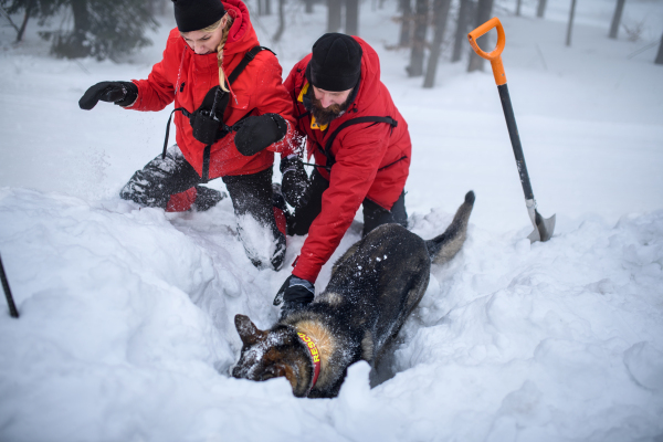 Mountain rescue service with dog on operation outdoors in winter in forest, digging snow with shovels.