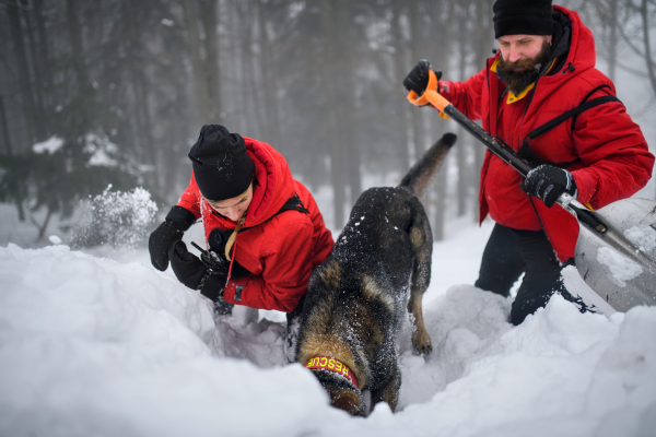 Mountain rescue service with dog on operation outdoors in winter in forest, digging snow with shovels.