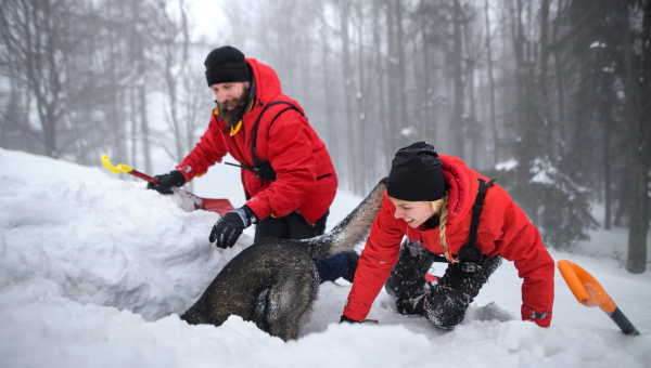 Mountain rescue service with dog on operation outdoors in winter in forest, digging snow with shovels.