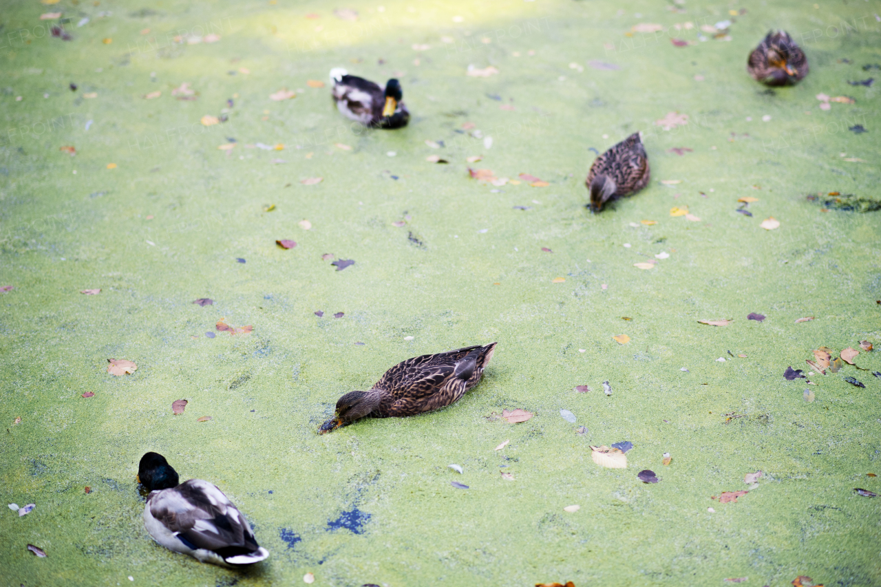 A group of ducks swimming in water on a pond in autumn park, top view.