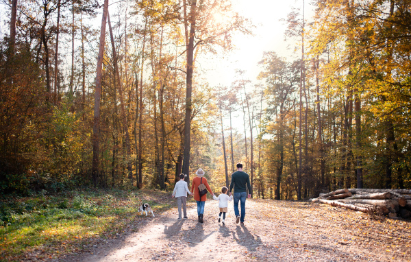 Rear view of young family with small children and dog on a walk in autumn forest, walking.