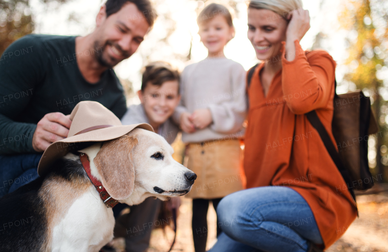 A beautiful young family with small children on a walk in autumn forest, having fun.