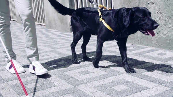 Midsection of unrecognizable blind man with white cane and guide dog walking on pavement in city. Slow motion.