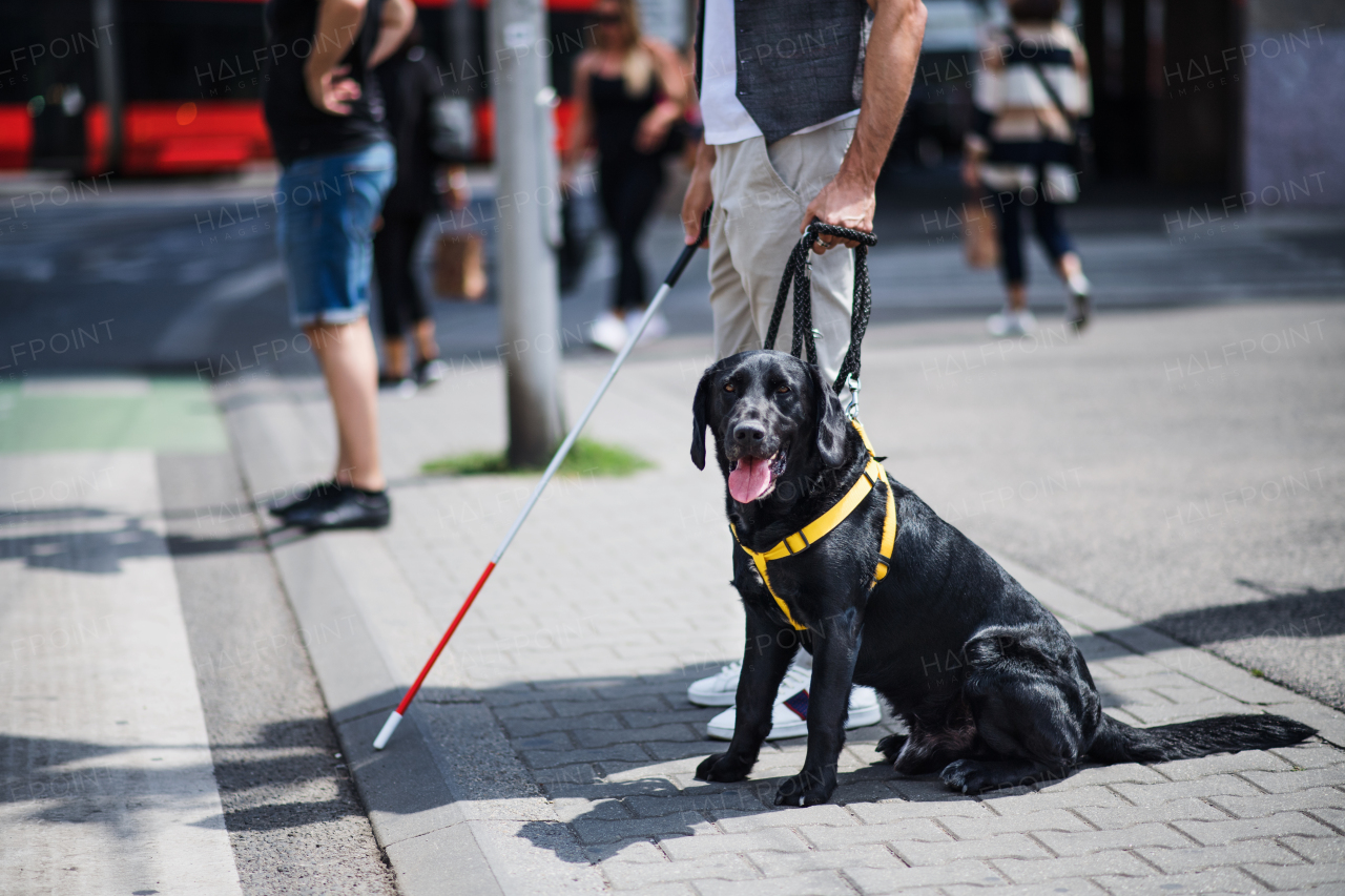 Midsection of young blind man with white cane and guide dog waiting at zebra crossing in city.