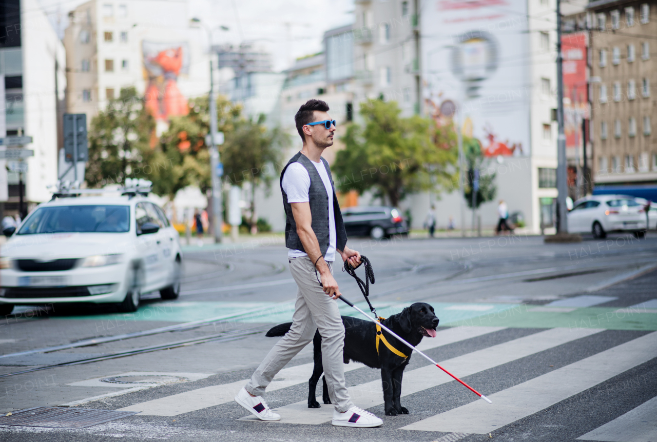 Side view of young blind man with white cane and guide dog walking across street in city.