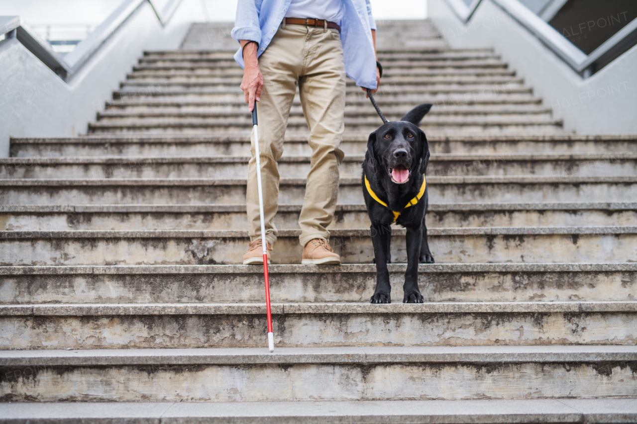 A senior blind man with guide dog walking down the stairs in city, midsection.