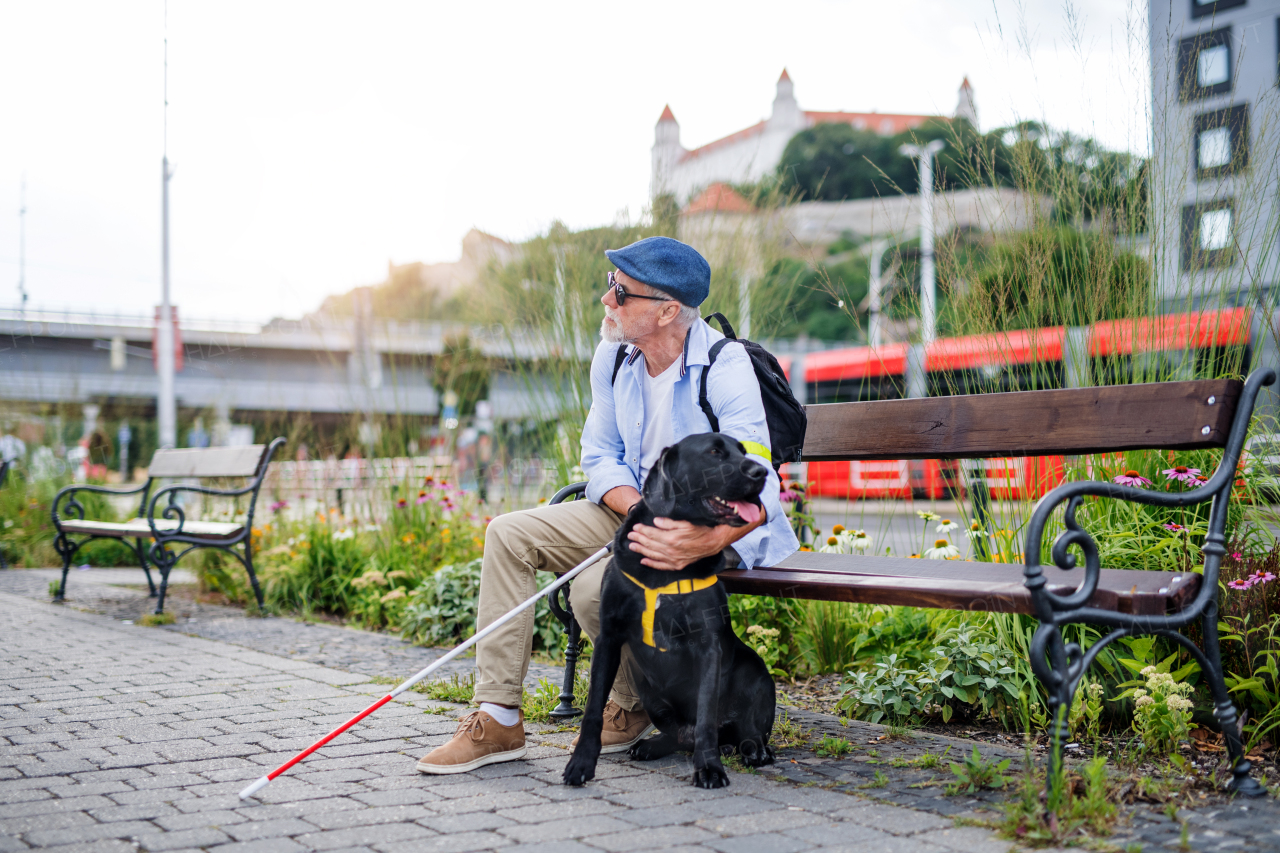 Senior blind man with guide dog and white cane sitting on bench in park in city.