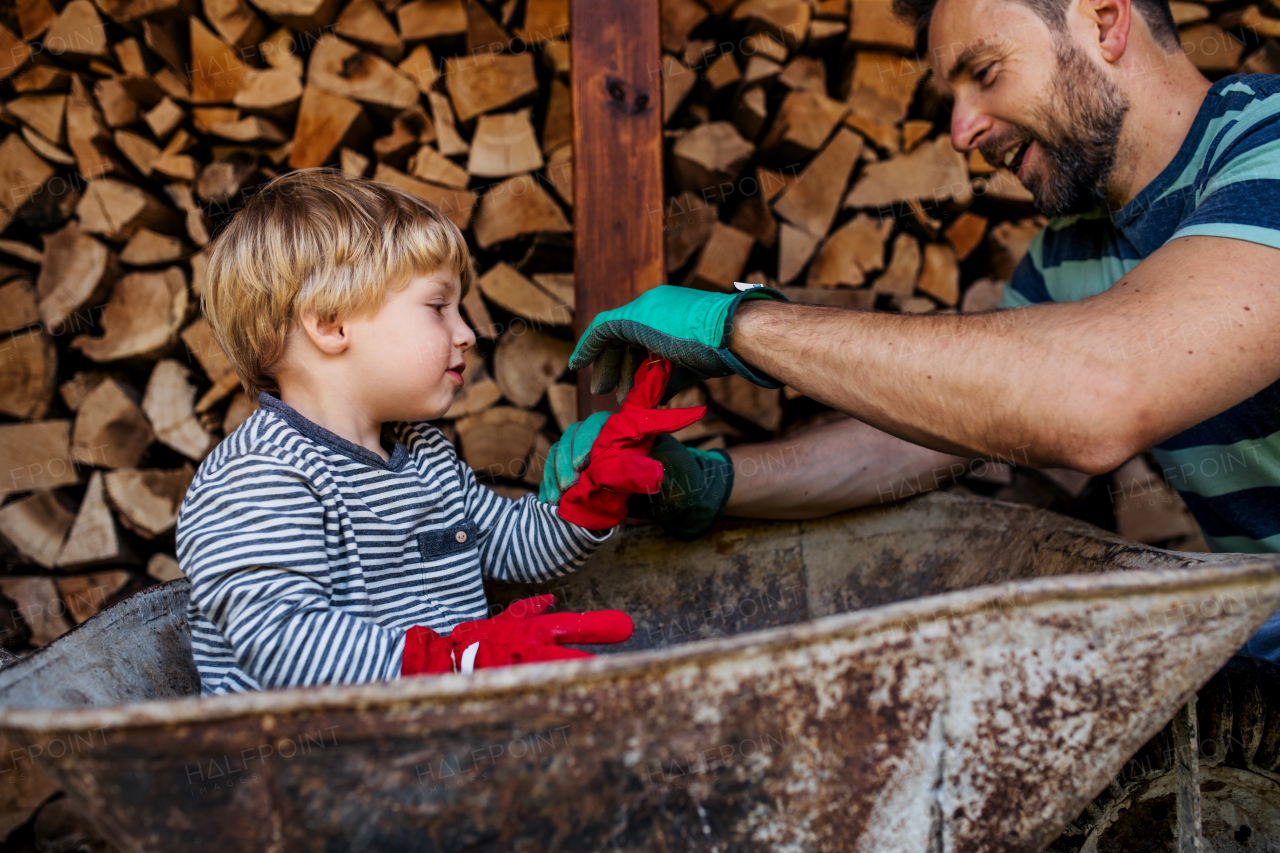 A happy toddler boy with father outdoors in summer, sitting in wheelbarrow.