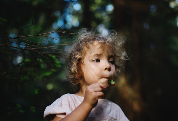 Portrait of happy small toddler girl outdoors in nature, eating strawberries in forest.