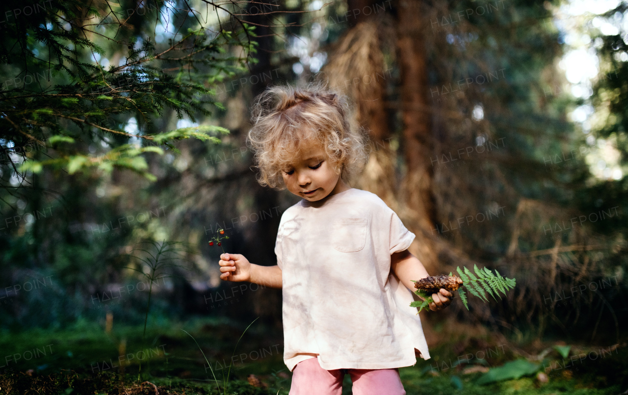 Front view portrait of small toddler girl outdoors in summer nature, holding strawberries.