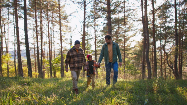 Three generations of men walking together in the forest, discovering nature.