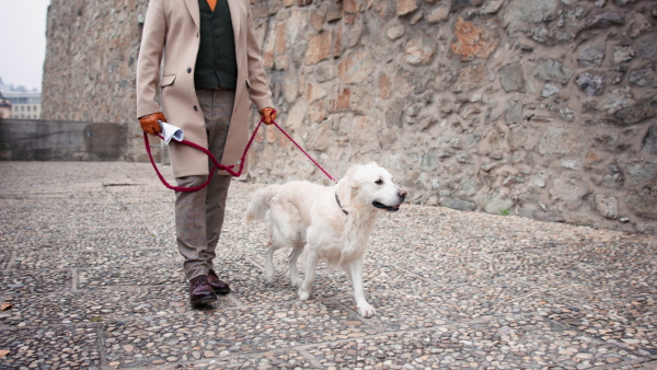 A low section of elegant senior man walking his dog outdoors in historic city.