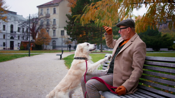 A happy senior man sitting on bench and giving treat to his dog walk outdoors in city.