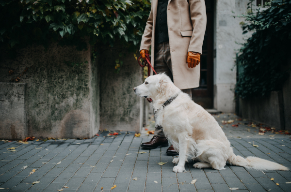 A low section of elegant senior man walking his dog outdoors in city.