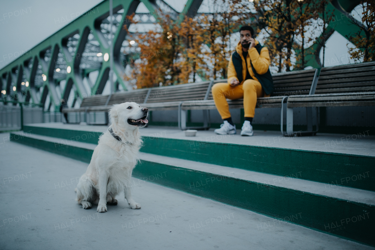 Happy young man resting and phoneing in urban city area during dog walk outdoors in cloudy autumn day.