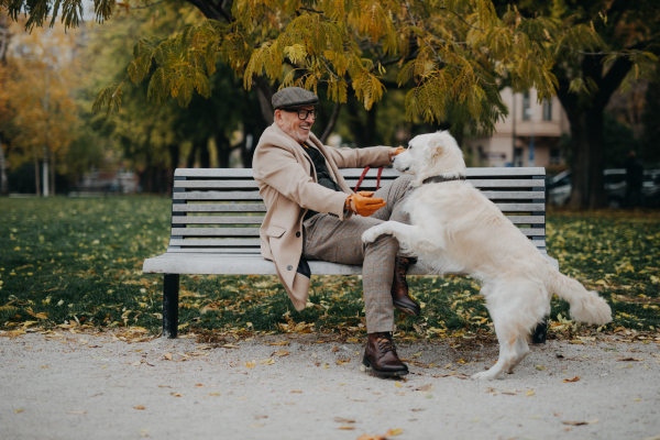 A happy senior man sitting on bench and and training his dog outdoors in city.