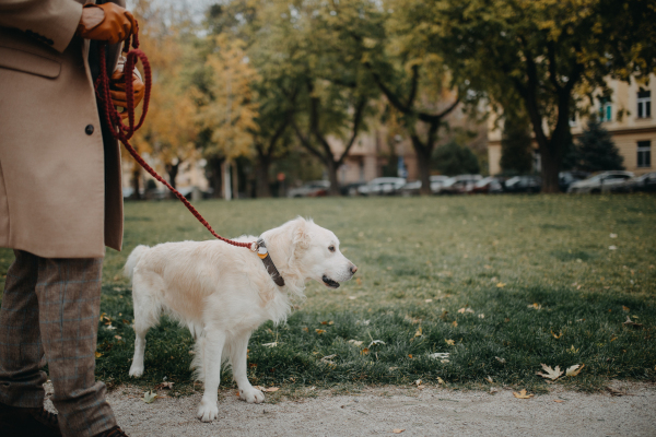 A low section of elegant senior man walking his dog outdoors in city.