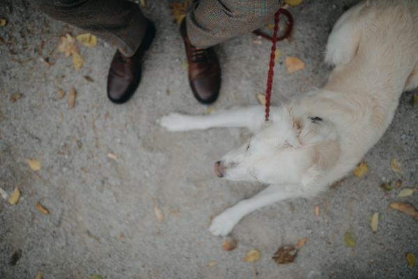 Top view of a big white dog resting in city park with his senior owner.