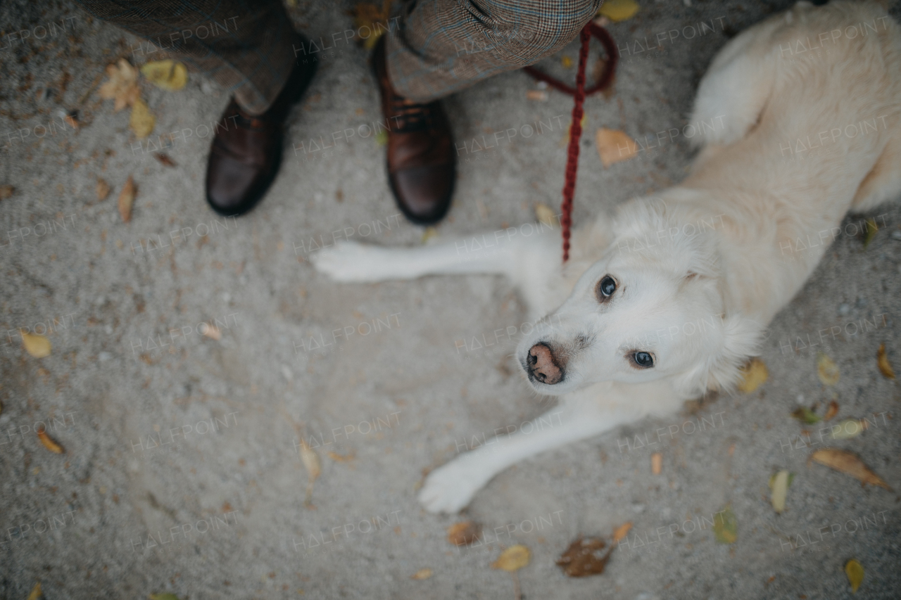 Top view of a big white dog resting in city park with his senior owner.