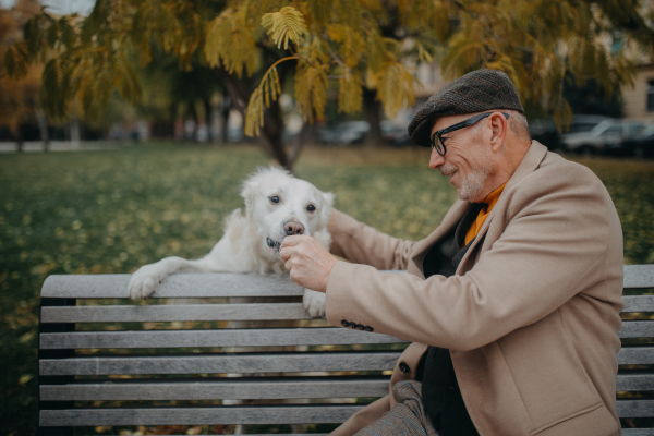 A happy senior man sitting on bench and resting during dog walk outdoors in park.