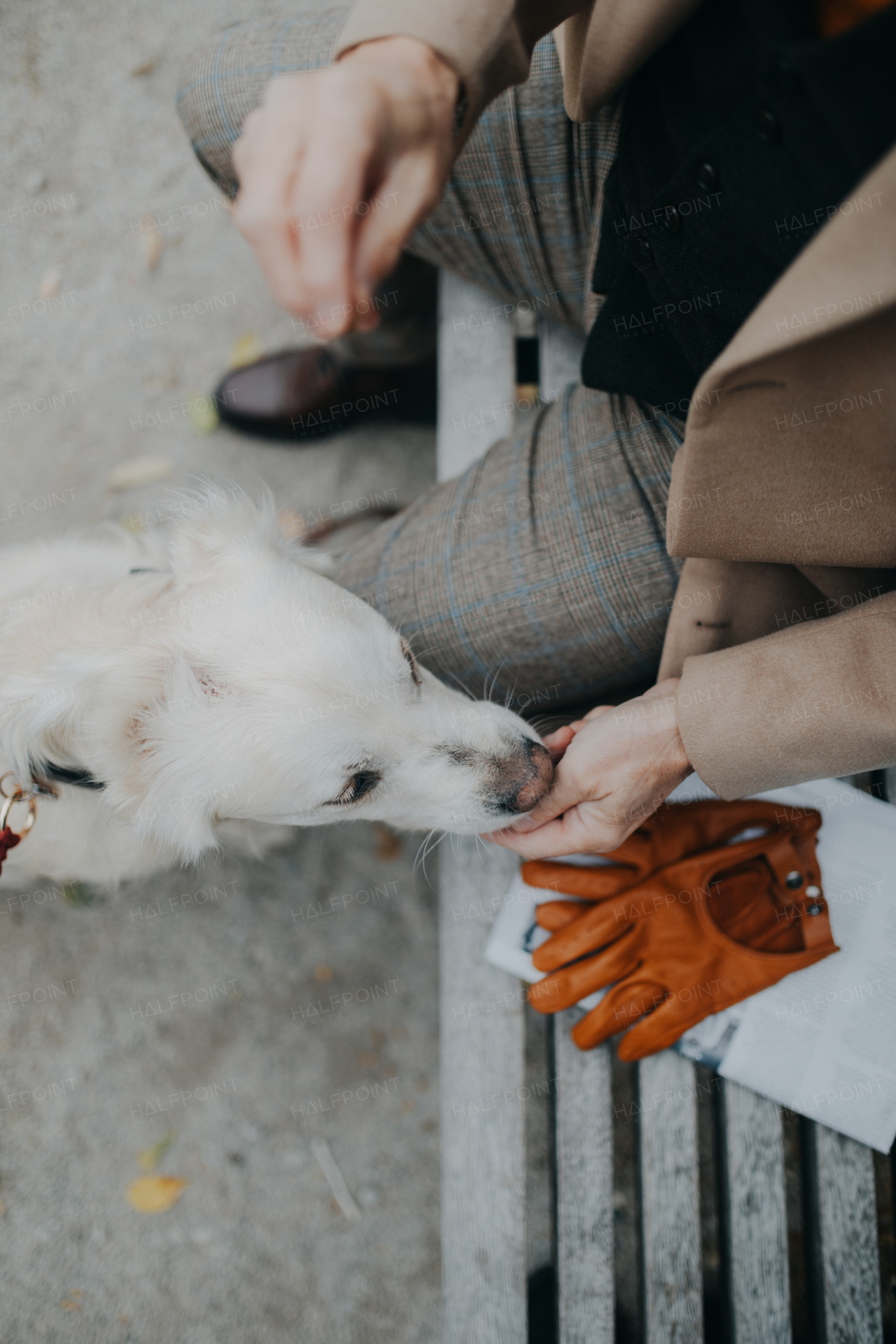 A top view of unrecognizable senior man sitting on bench and feeding his dog outdoors in park.