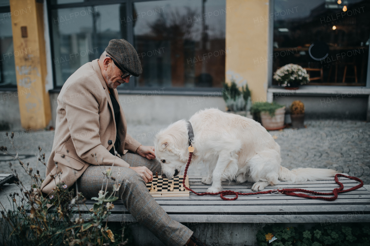 Senior man sitting on a bench with his dog and playing chess.