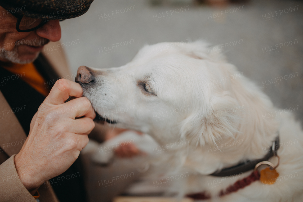 Close up of senior man in elegant clothes training his white dog in city during autumn day.