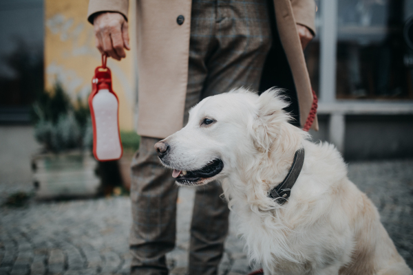 A low section of elegant senior man walking his dog outdoors in city.