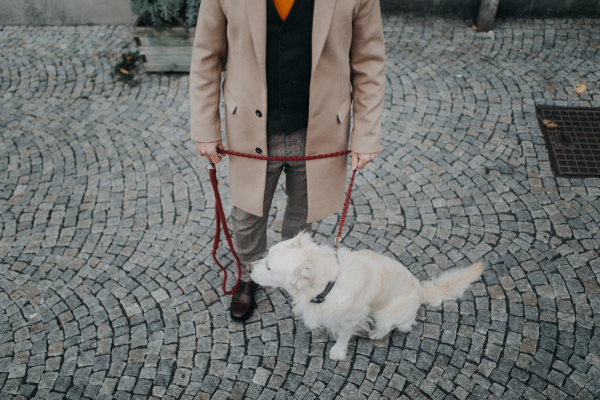 A low section of elegant senior man walking his dog outdoors in city.