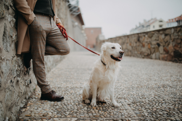 Low section of elegant senior man with his white dog outdoors in city in winter.