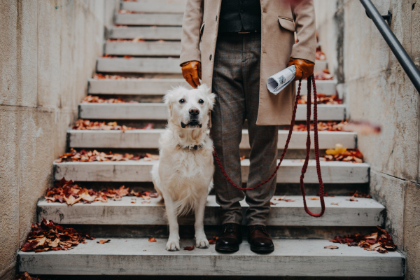 A low section of elegant senior man walking his dog outdoors in city.