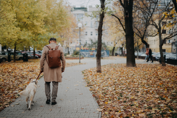 Rear view of elegant senior man walking his dog outdoors in city park during a cold autumn day.