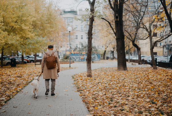 A rear view of senior man walking his dog outdoors in park on autumn day.