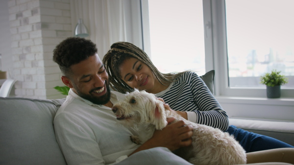 A multiracial young couple in love sitting on sofa and playing with dog together indoors at home.