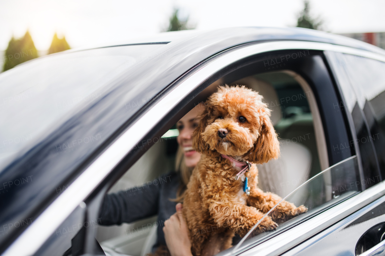 A young woman driver with a dog sitting in car, driving.