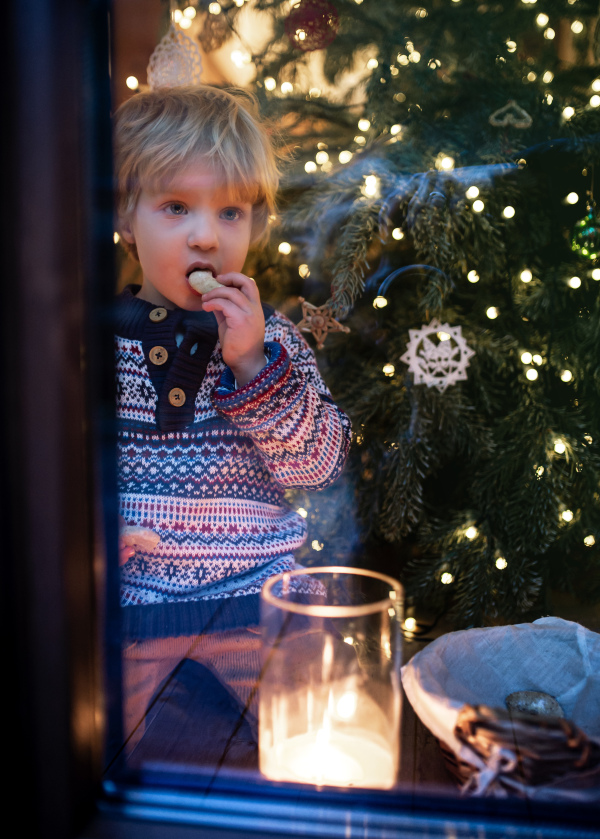 Portrait of happy small boy indoors at home at Christmas, eating biscuits by window at night.