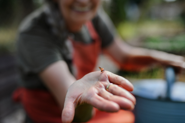 An unrecognizable woman holding ladybug in her hand outdoors in farm, close up.