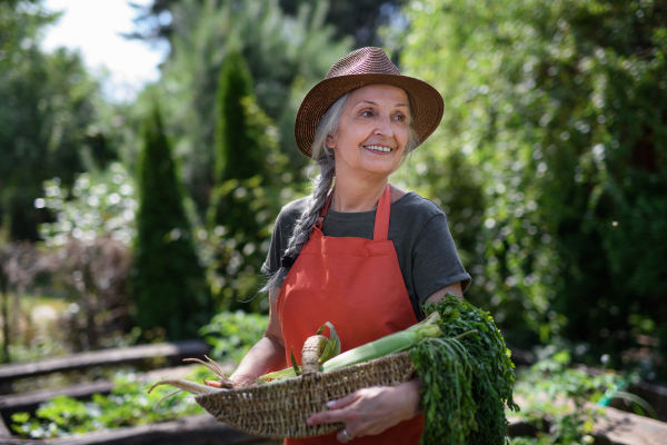 A senior female farmer carrying basket with homegrown vegetables outdoors at community farm.