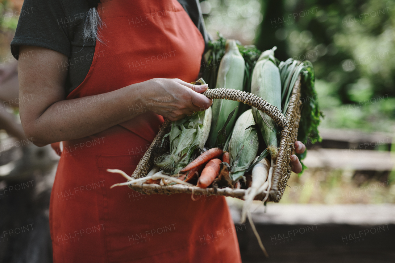 An unrecognizable senior female farmer carrying basket with homegrown vegetables outdoors at community farm.