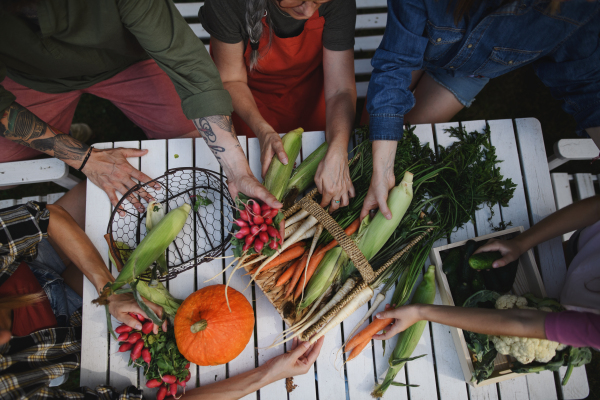 A top view of farmers hands holding their harvest outdoors at community farm.