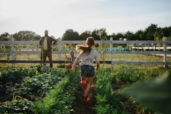 A rear view of little girl running to her parents farmers who are working at field.